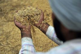Hindistan'ın Sangrur eyaletinde yeni dövülmüş pirinç tanelerini tutan çiftçi. Bölgede tuzlu su oranının artması, kuraklık ve seller pirinç ekimini de etkiliyor